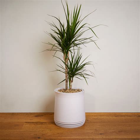 airy topf|Order AIRY Pot M incl. substrate here now